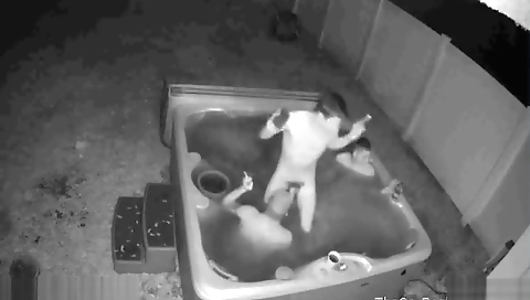 Savid neighboury and anal drilled